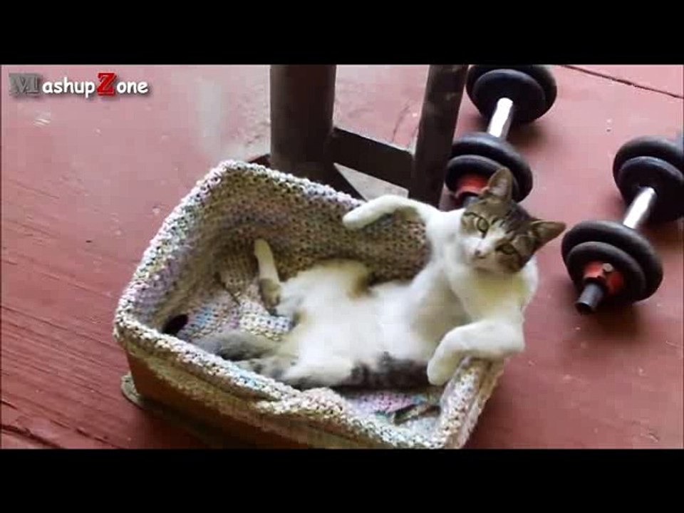 Top 10 Funny Cats Sitting Like Humans Compilation