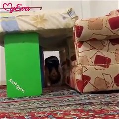 Amazing Child videos 2017