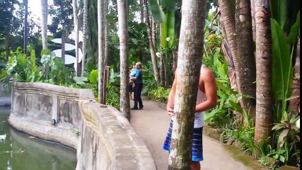 Il se lie d'amitié avec un Orang-outan dans un zoo