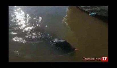 Deniz aslanı küçük kızı az daha öldürüyordu