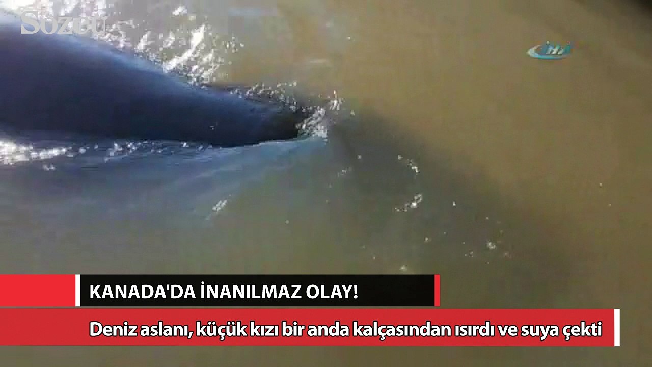 Deniz aslanı küçük kızı az daha öldürüyordu
