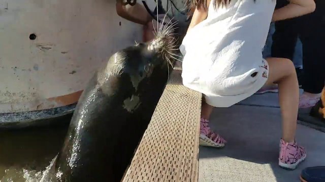 Cette otarie tire une fillette dans l'eau du bord du port !