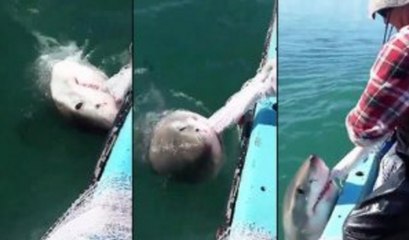 Un pêcheur se bat à mains nues contre un requin blanc