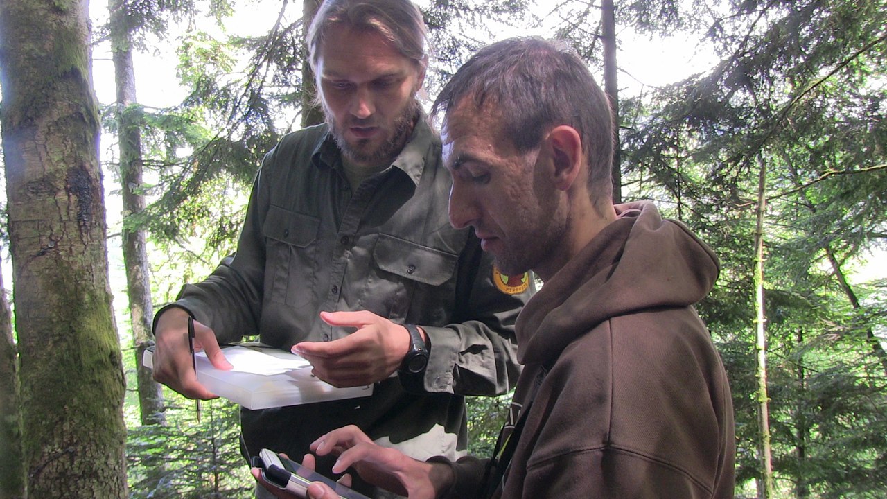Parcours de suivi de l'ours ouvert au public à Melles