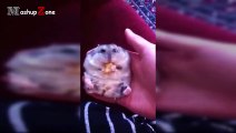 Funny Owls And Cute Owl Videos Compilation 2016qwerf