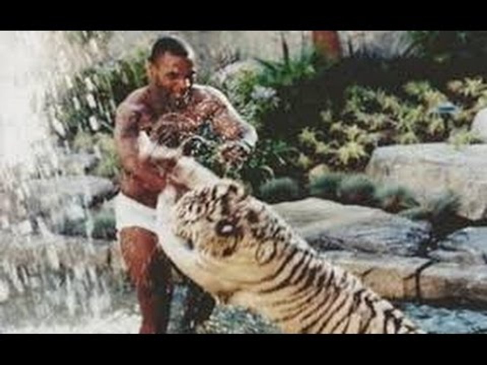 Mike Tyson How He Use To Train His Tigers  Budd...