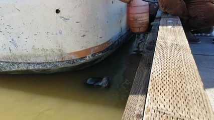 Un lion de mer met une fillette à l'eau !