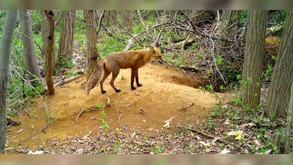 Il y en a des bouches à nourrir !