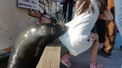 Un lion de mer attrape une fillette et l'envoie à l'eau.