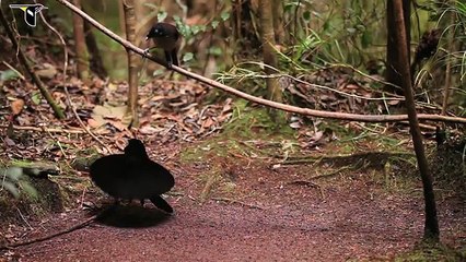 Birds-of-Paradise Project Introduction