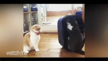 Ultimate Funny GIFS Compw Funny GIFS with Sound
