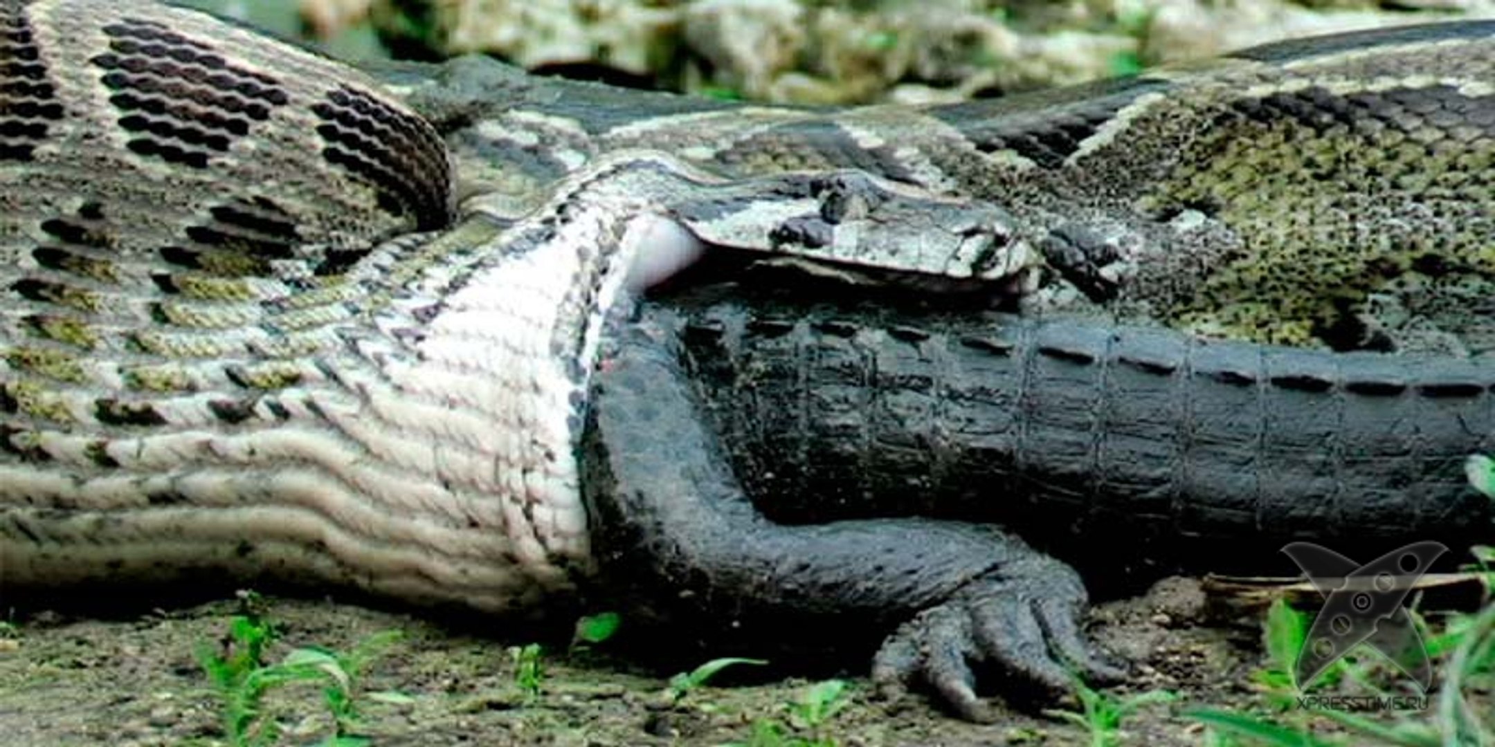 Anaconda Geant Sucuriju Attaque Caiman Giant Anaconda Sucuriju Video Dailymotion