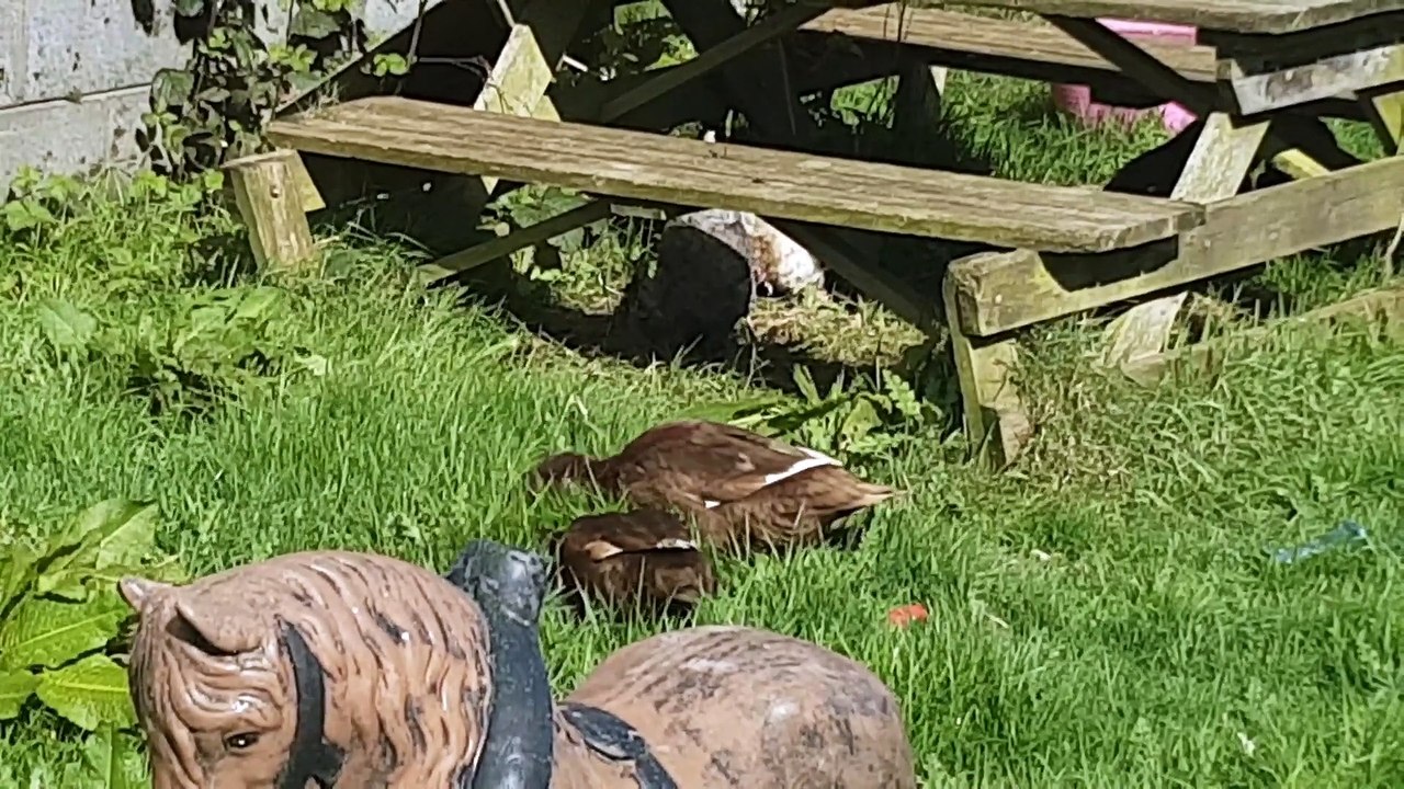 Ducks in the garden