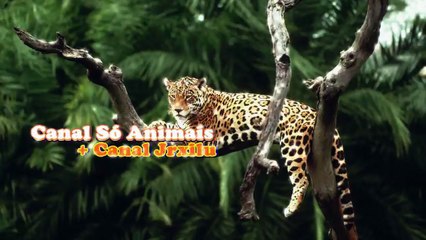 BESOURO X FORMIGAS X CUPINS