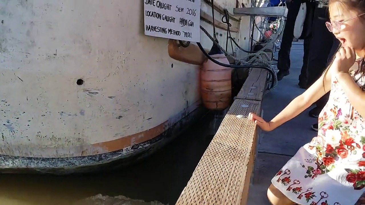 Un lion de mer envoie une fillette à l'eau (Can...