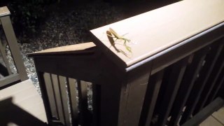 Praying Mantis Encounter