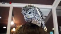Funny Owls And Cute Owl Videos Compilation 2016wqeqwe