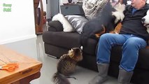 Funny Bread Cat Videos Compilation 241234123