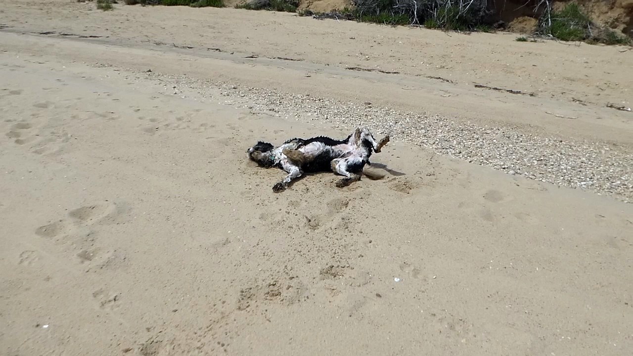 sandroll