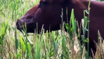 Развивающий мультик о животных на ферме как говорят разные животные