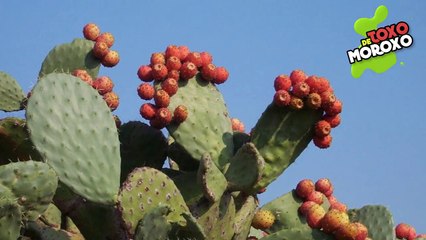 7 Mitos PELIGROSOS Que Aún Sigues CREYENDO _