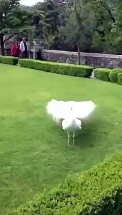 Amazing peacock. Dekhke hairan ho jaoge.