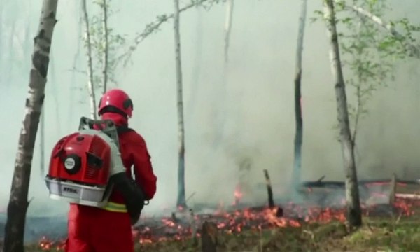 Lahan HIjau Seluas 1.000 Hektar Terbakar di California