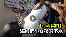 海狮蹿出水面咬小女孩吓坏众人