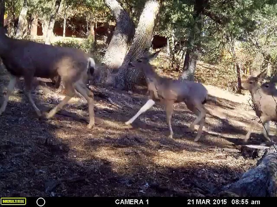 Rush hour in Prescott!