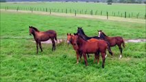 Horses for Kidss Video - Farm Animals Fun