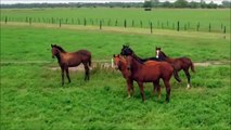 Horses for Kidsorses Video - Farm Animals Fun