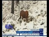 غرفة الأخبار | إسبانيا تشهد أول تساقط كثيف للثلوج هذا الشتاء