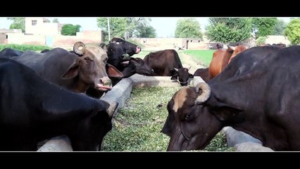Deworming of animals ASLP Dairy Project video documentary