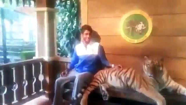 Сфоткался с Тигром Юмор Прикол Смех