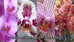 The Orchids of Happiness (DaAi Documentaries in Depth 107)