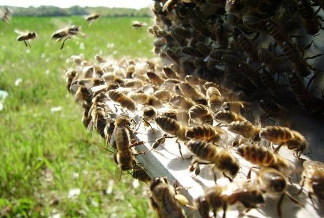 Какво убива пчелите - документален филм What kills the bees