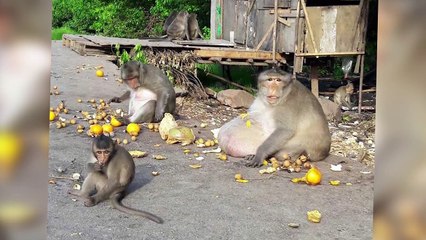 Obese Thai Monkey 'UNCLE FAT' Forced To Diet - What's Trending Now!