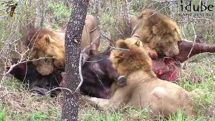 3 Erkek Aslanın Bufaloyu Canlı Canlı Yemeye Başlaması