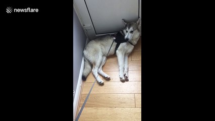 Stubborn husky doesn't want to go to the vet