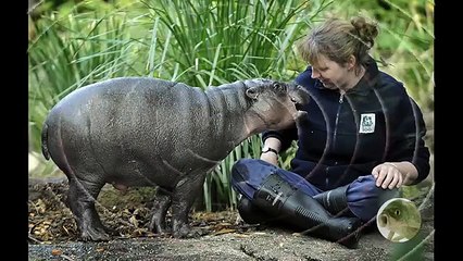 САМЫЕ НЕВЕРОЯТНЫЕ ,РЕДКИЕ И НЕОБЫЧНЫЕ ЖИВОТНЫЕ НАШЕЙ ПЛАНЕТЫ