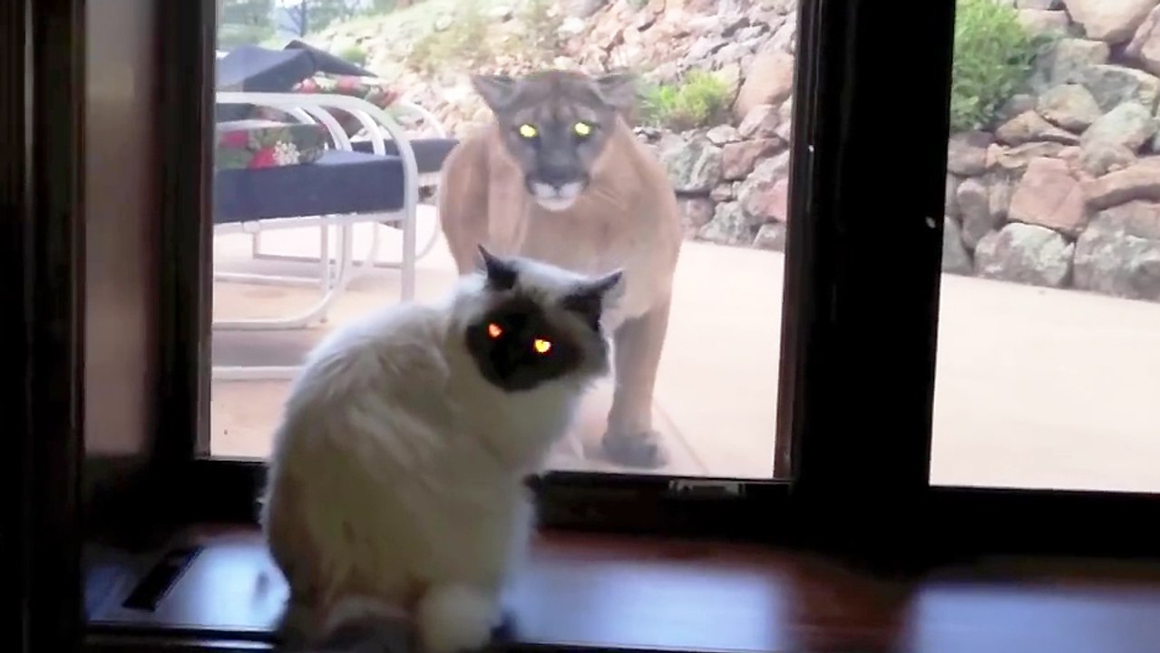Chat Vs Lion