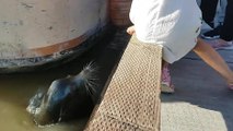 Un lion de mer tire une fillette dans l'eau