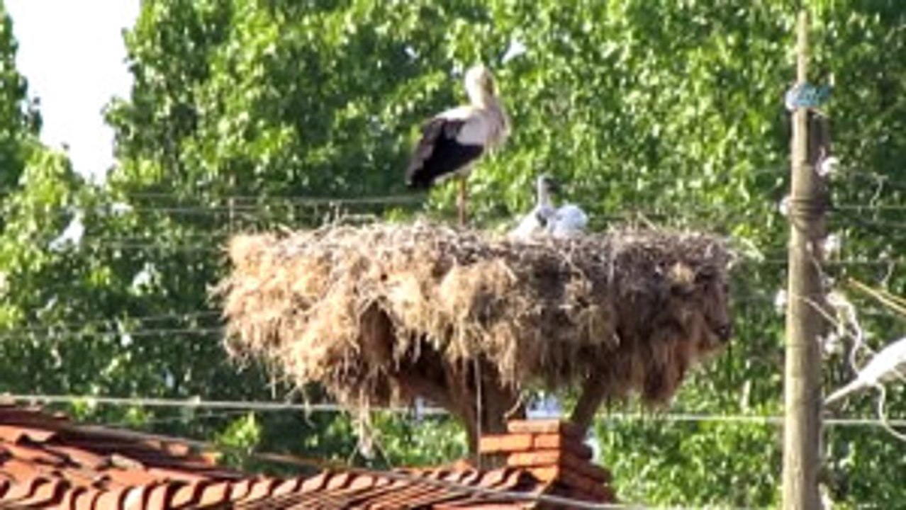 Yavru Leylekler Yumurtadan Çıktı