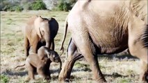Elephants for Kids - Wild Animals Video dren - Elephants Playing