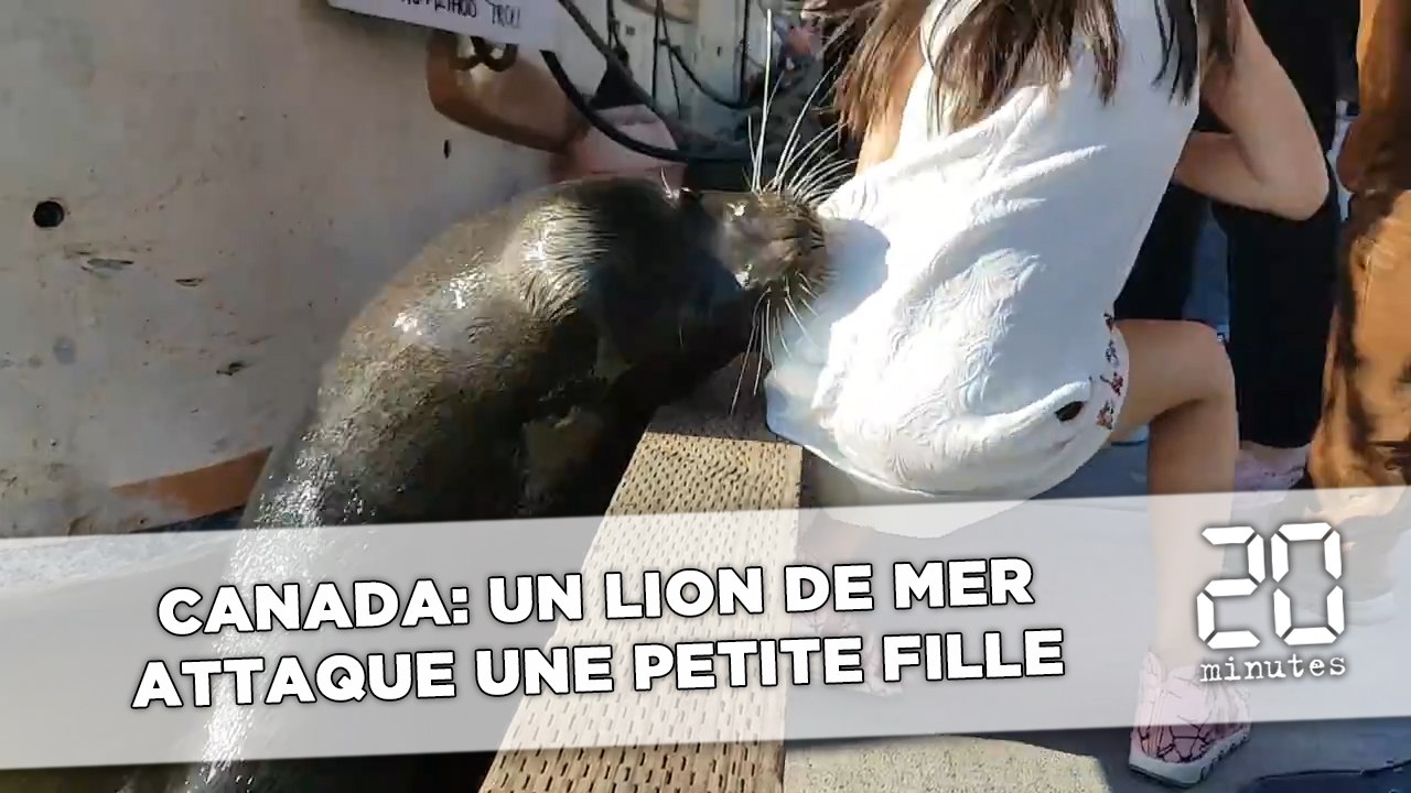 Canada: Un lion de mer attaque une petite fille