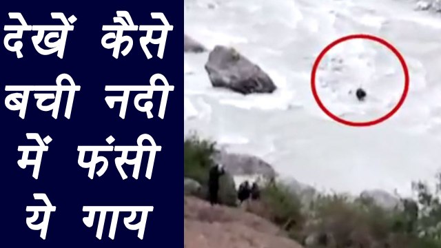 SDRF team rescues cow from river / नदी में फंसी गाय को बचाया |वनइंडिया हिंदी