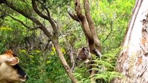 Cute Koalas Playing  Funny Ko s [Funny Pets]