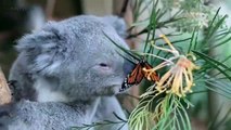 Cute Koalas Playing  Funny Koala Bears [Funny  s]