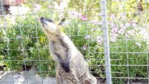 Kangaroos  F ny Kangaroos Playing [Funny Pets]