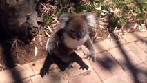 Cute Koalas Playing  Funn rs [Fun